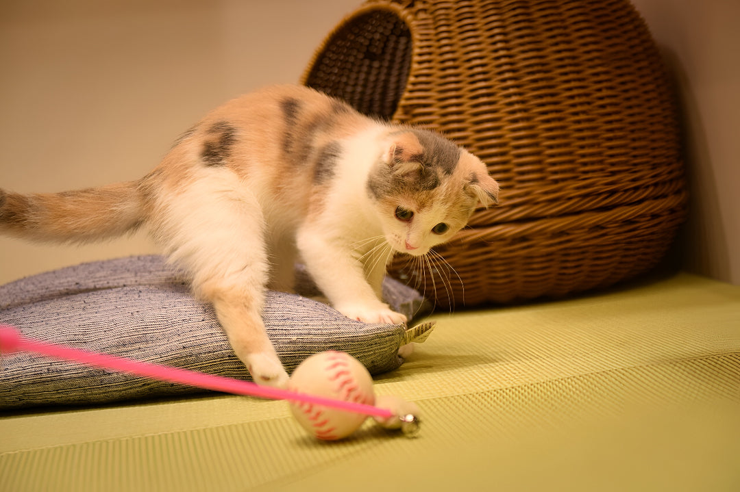 Fun Pet Toys That Encourage Active Pet
